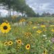Elk jaar meer bloemenranden en biodiversiteit door Beemster in bloei